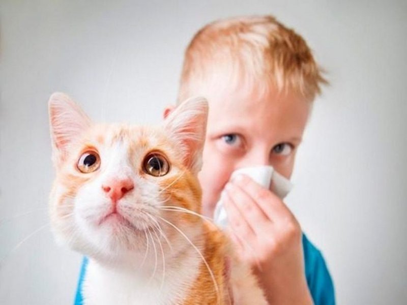 Аллергия на кошек оказалась связана с курением